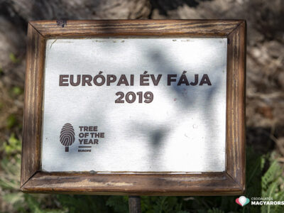 Szirmait bontja a pécsi Havihegyen Európa legszebb mandulafája