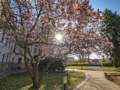 Virágba borultak a pécsi vasútállomás magnóliafái (liliomfái)