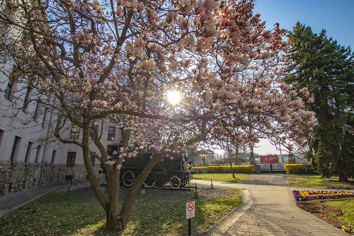 Virágba borultak a pécsi vasútállomás magnóliafái (liliomfái)