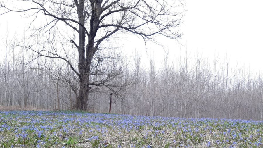 A Beliczay-szigeten őshonos erdőt alakít ki a Pilis Parkerdő