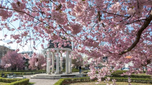 Eger tavaszi éke a virágba borult cseresznyefák a Szent József parkban