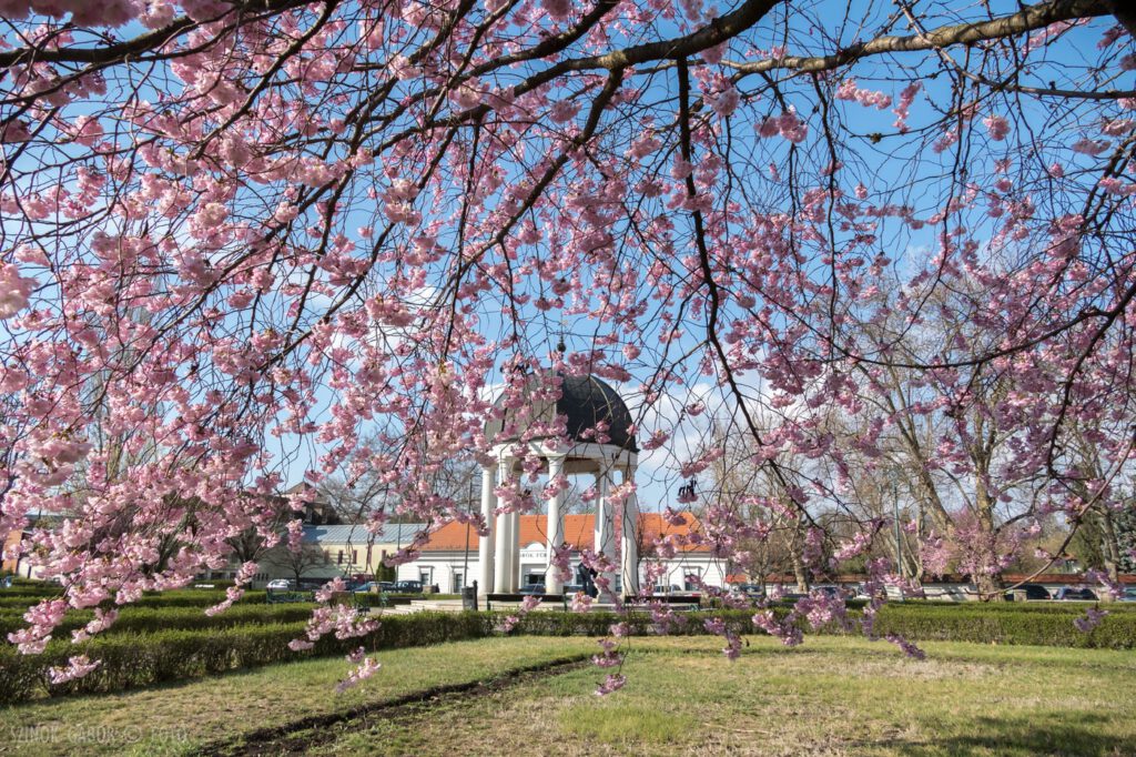 Eger tavaszi éke a virágba borult cseresznyefák a Szent József parkban
