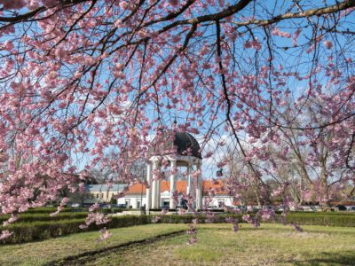 Eger tavaszi éke a virágba borult cseresznyefák a Szent József parkban