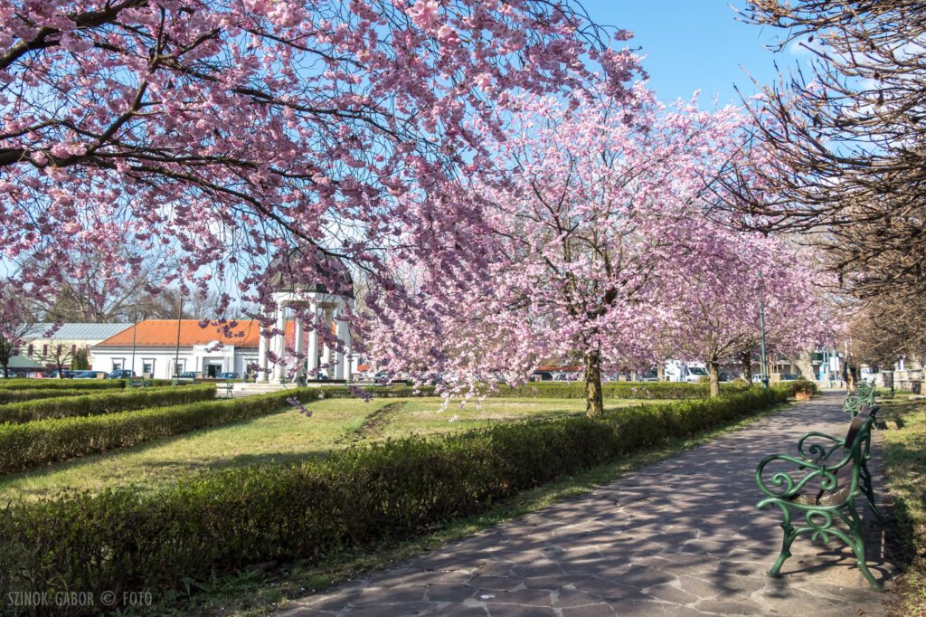 Eger tavaszi éke a virágba borult cseresznyefák a Szent József parkban