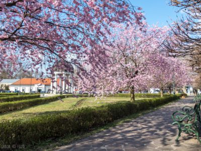 Eger tavaszi éke a virágba borult cseresznyefák a Szent József parkban