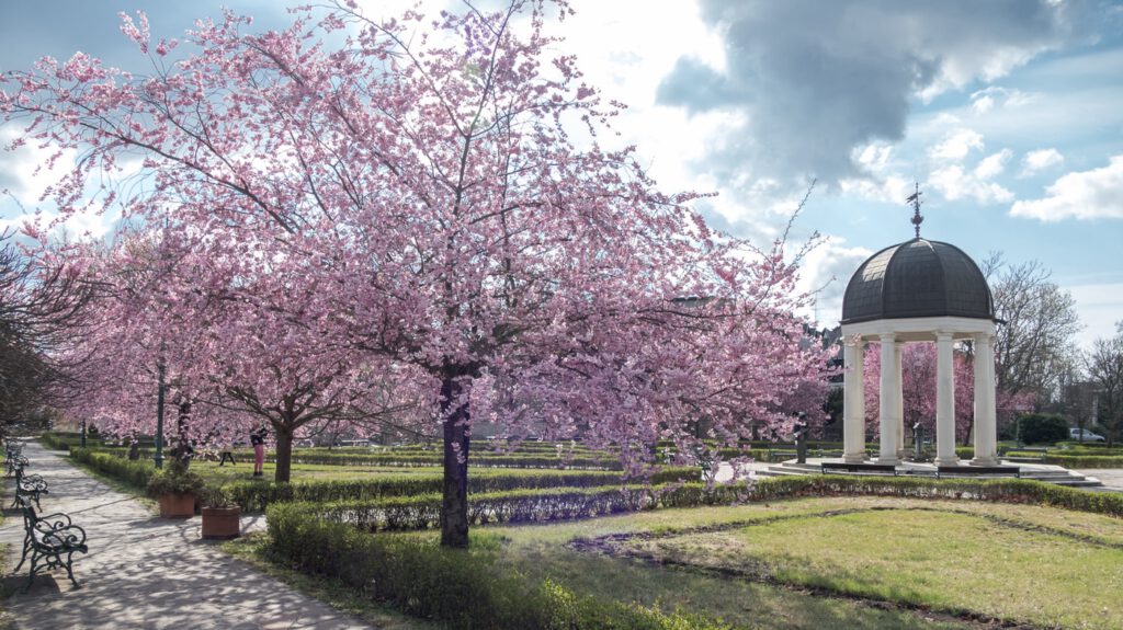 Eger tavaszi éke a virágba borult cseresznyefák a Szent József parkban