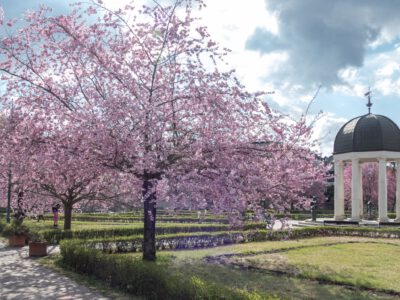 Eger tavaszi éke a virágba borult cseresznyefák a Szent József parkban