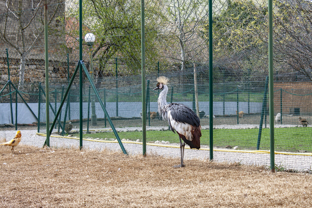 50 faj 160 egyedével újranyit a keszthelyi Festetics-kastély Madárparkja április 9-én