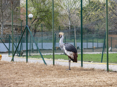 50 faj 160 egyedével újranyit a keszthelyi Festetics-kastély Madárparkja április 9-én