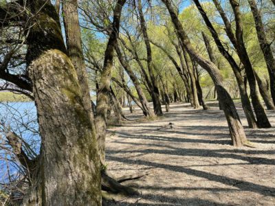 A tavasz fuvallata suttogja körbe a kisoroszi Szigetorrot