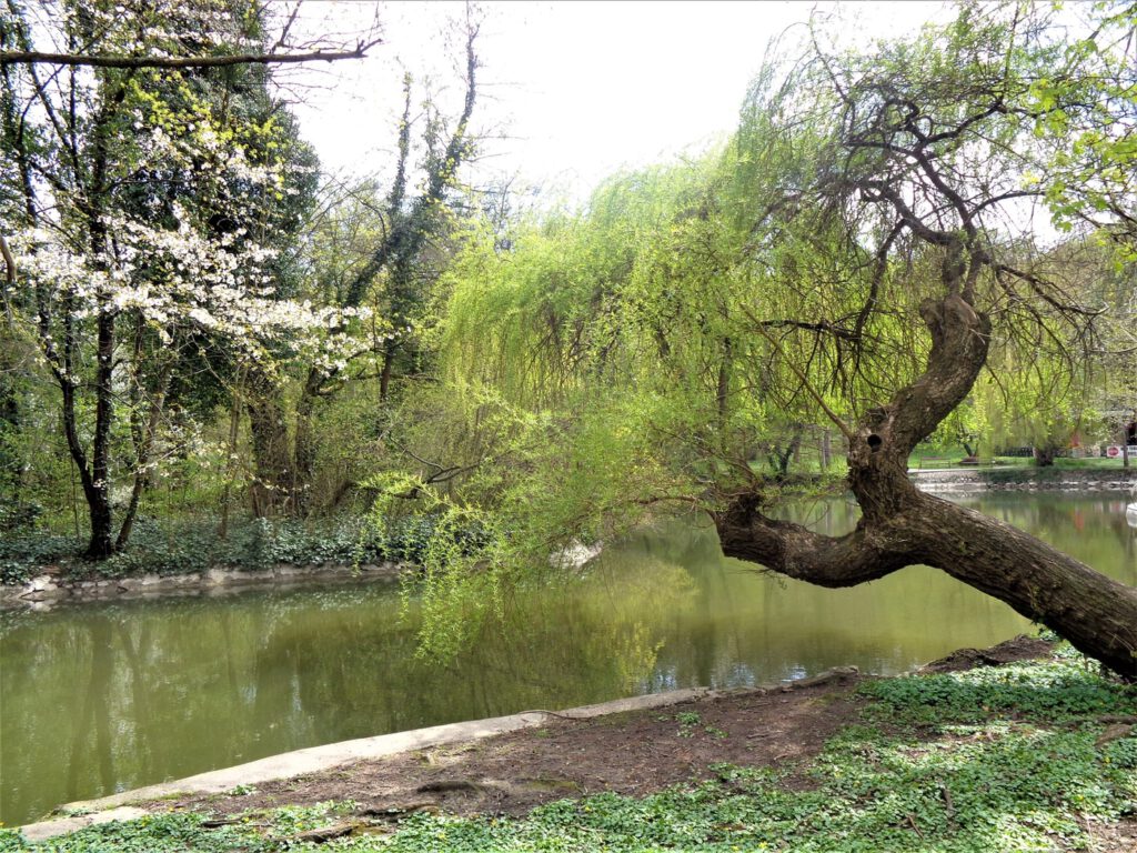 Miskolctapolca ősparkja, melybe lopakodva érkezik a tavasz