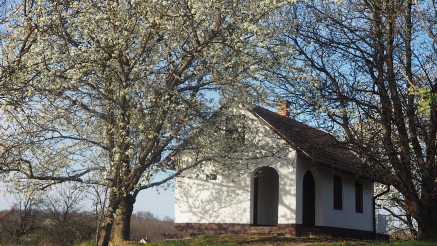 Tavaszi pompában a kemenesháti Petőmihályfa szőlőhegye