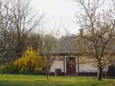 Tavaszi pompában a kemenesháti Petőmihályfa szőlőhegye