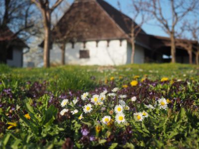 Tavaszi pompában a kemenesháti Petőmihályfa szőlőhegye