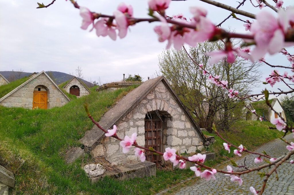 A Tokaji borvidék hercegkúti pincesorainak varázslatos világa