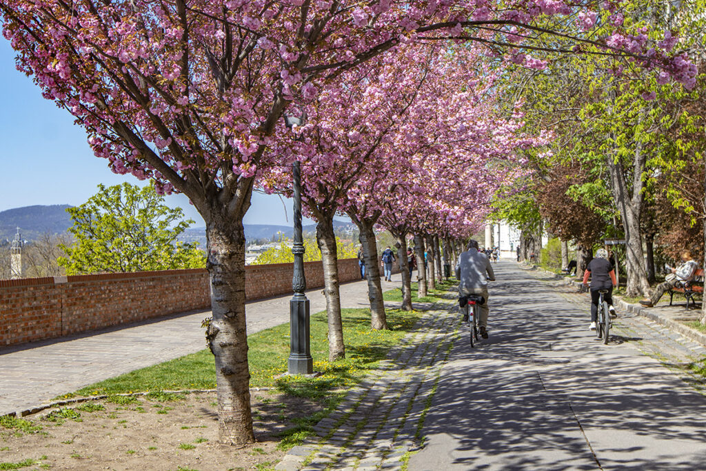 Tóth Árpád sétány – Budapest legszebb tavaszi sétaútja