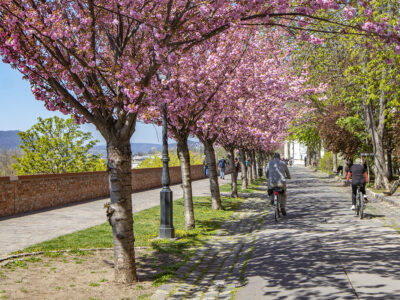 Tóth Árpád sétány – Budapest legszebb tavaszi sétaútja