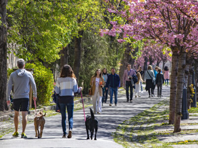 Tóth Árpád sétány – Budapest legszebb tavaszi sétaútja