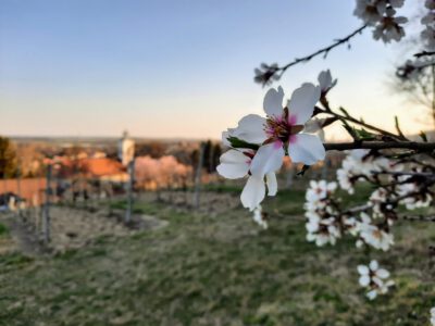 A villányi Templom-hegyi kilátó, ahonnan káprázatos a panoráma