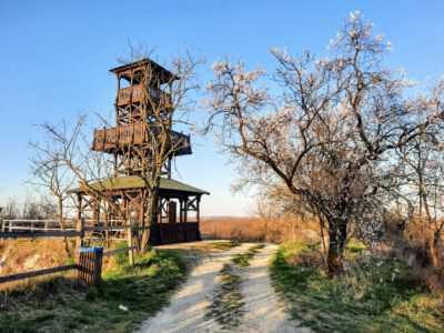 A villányi Templom-hegyi kilátó, ahonnan káprázatos a panoráma