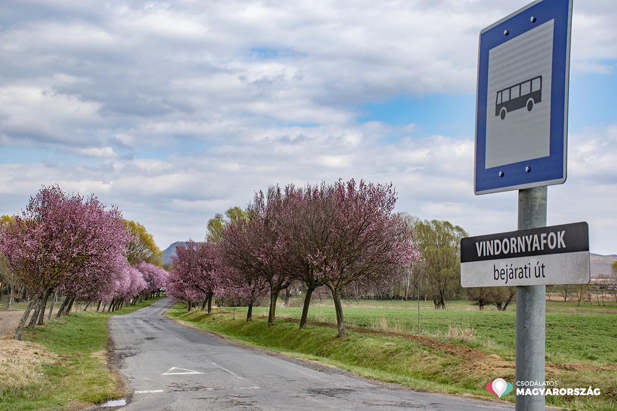 Virágba borultak Vindornyafok vérszilvafái
