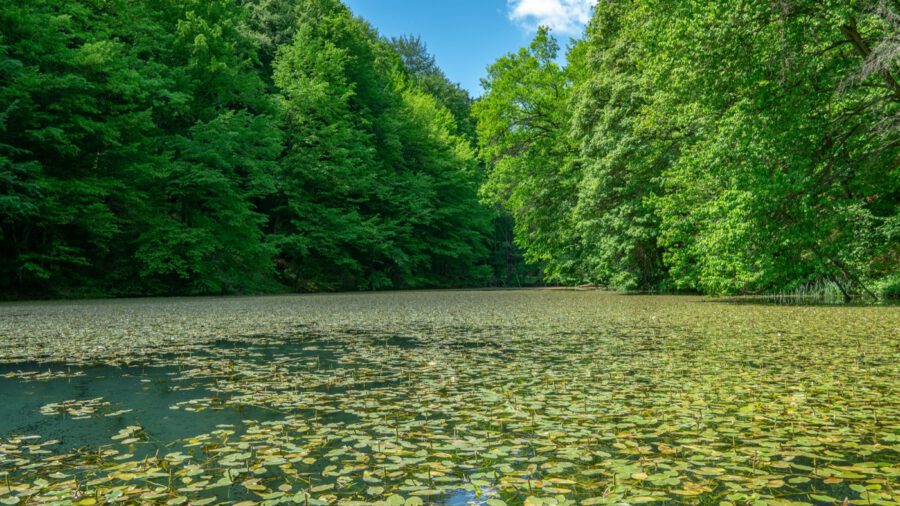 Jósvafői tengerszem, az Aggteleki Nemzeti Park egyik drágaköve