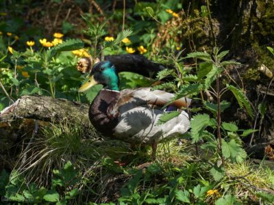 Gyári-tó, melynek kék vizében visszatükröződik a Bél-kő