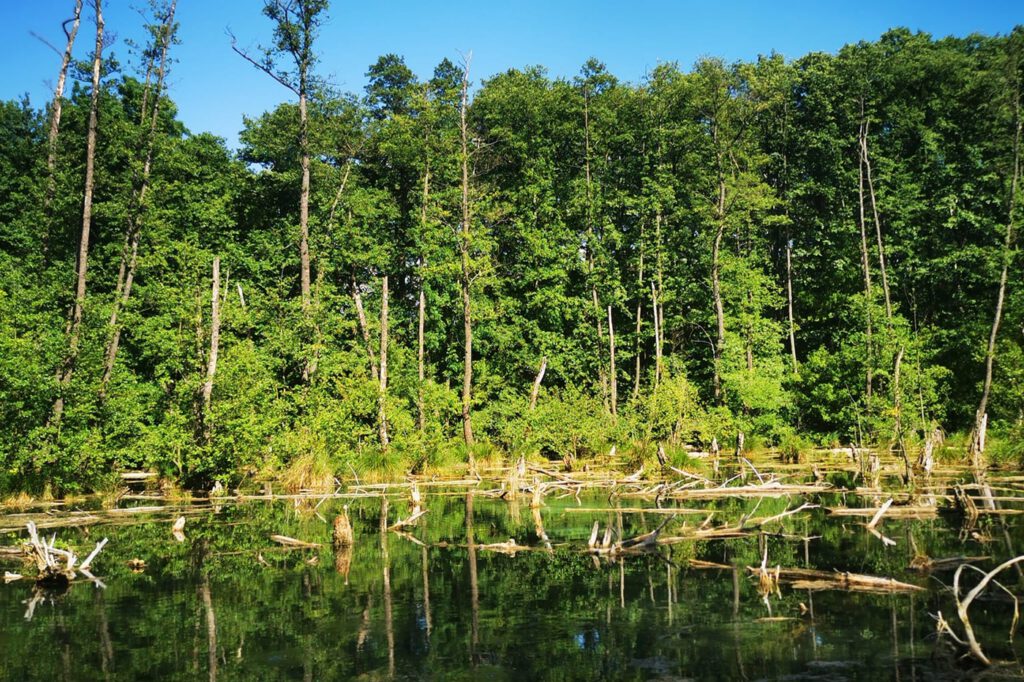 Tatai Fényes tanösvény, a 1,5 kilométer hosszú út a lápréteken és források felett