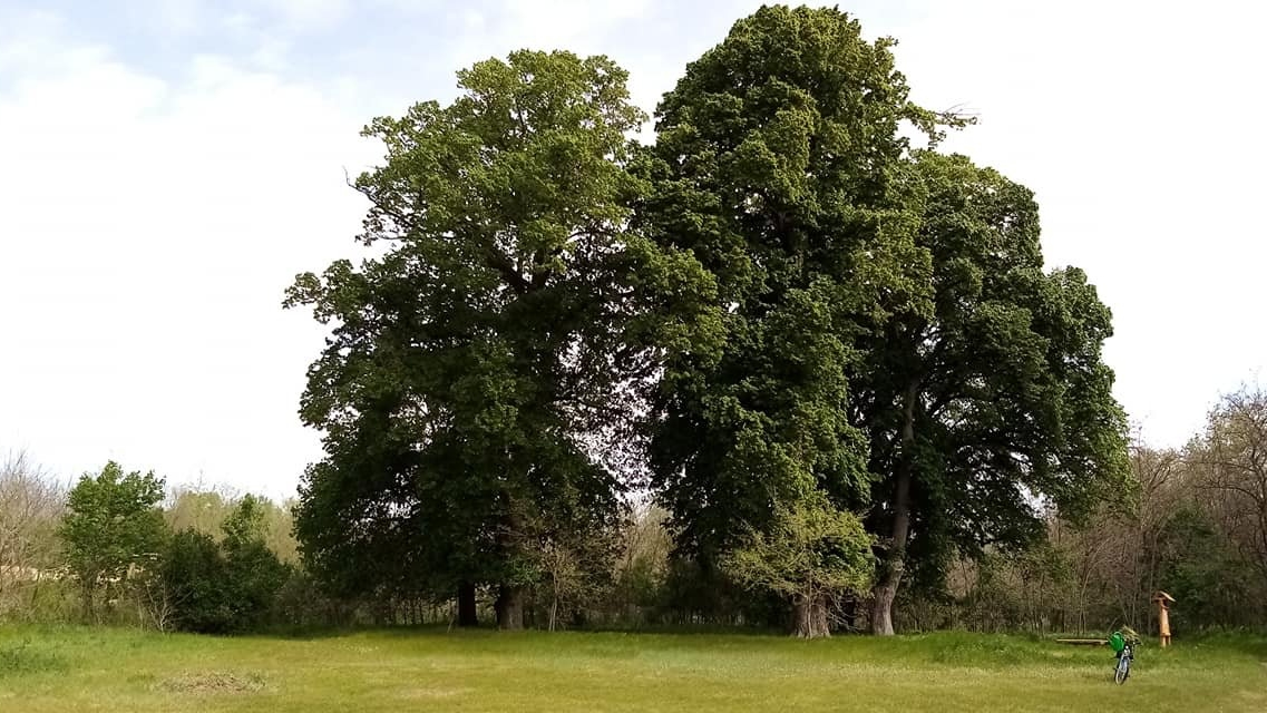 Év fája 2022 – a 12 döntőbe került fára július 1-től szavazhatunk