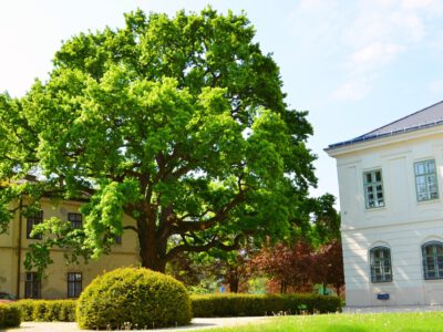 Év fája 2022 – a 12 döntőbe került fára július 1-től szavazhatunk