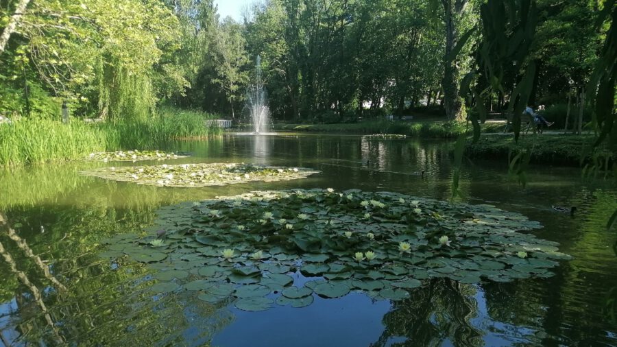 Liget park, Tatabánya élettel teli zöld ligete