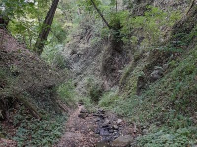 Bertényi Miklós Füvészkert, az Apátkúti-patak völgyének arborétuma