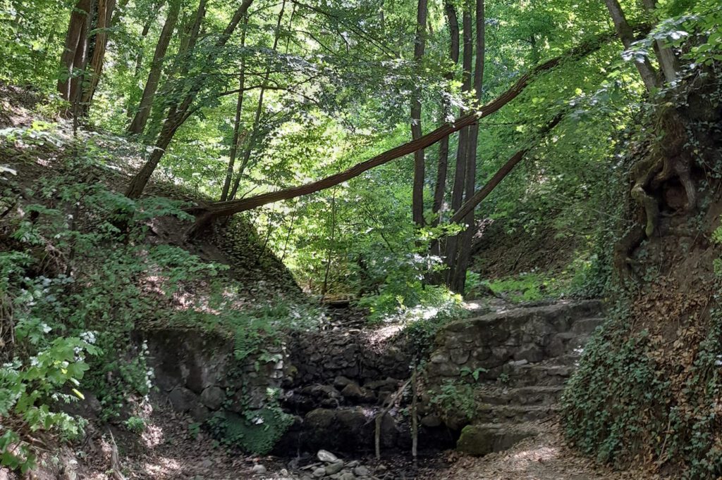 Bertényi Miklós Füvészkert, az Apátkúti-patak völgyének arborétuma