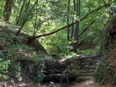 Bertényi Miklós Füvészkert, az Apátkúti-patak völgyének arborétuma