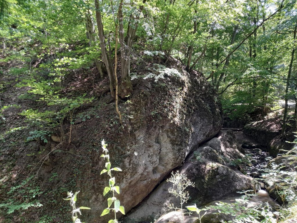Bertényi Miklós Füvészkert, az Apátkúti-patak völgyének arborétuma