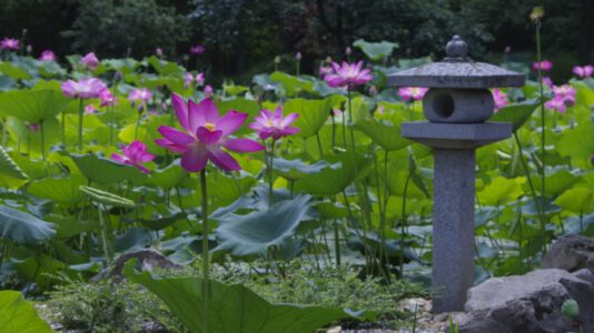 Virágba borult a szegedi egyetemi füvészkertjében az indiai lótusz