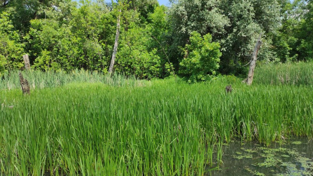 Mártély, ősi település a vadregényes Holt-Tisza mellett