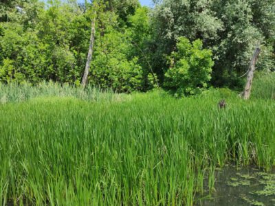 Mártély, ősi település a vadregényes Holt-Tisza mellett