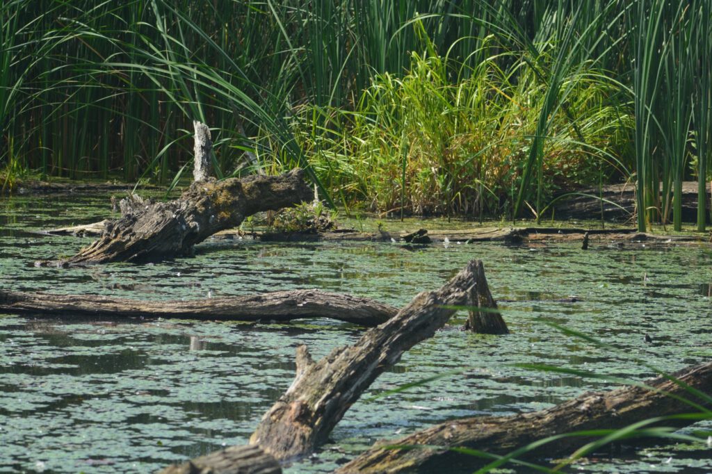 Mártély, ősi település a vadregényes Holt-Tisza mellett