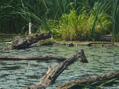 Mártély, ősi település a vadregényes Holt-Tisza mellett