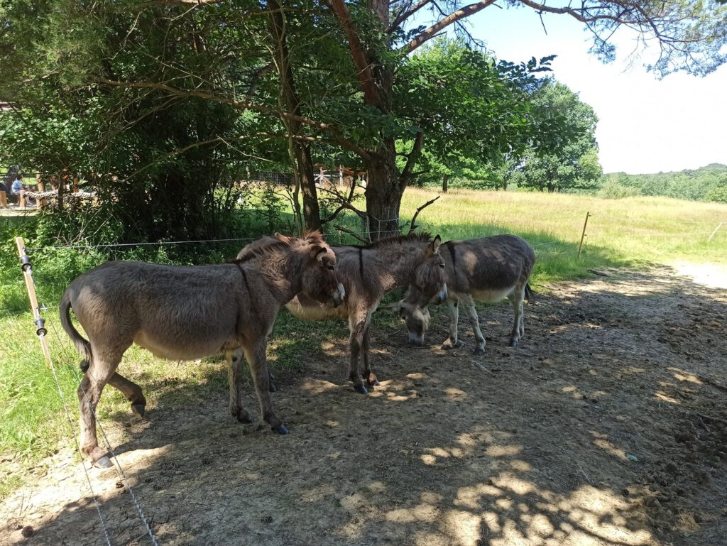 Az Őrség kincsesládája, a szalafői Pityerszeri skanzen