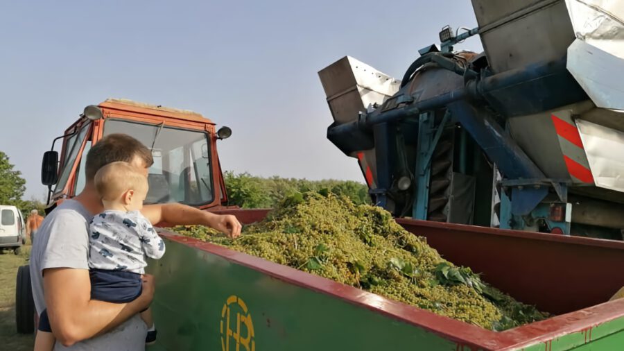 A miháldi Vig Pincészet, ahol díjnyertes borok készülnek