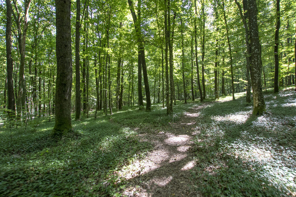 Kirándulás az energiapontok mentén a dobronaki Természeti Energiák parkjában