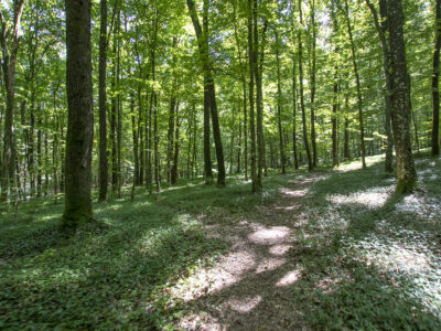 Kirándulás az energiapontok mentén a dobronaki Természeti Energiák parkjában