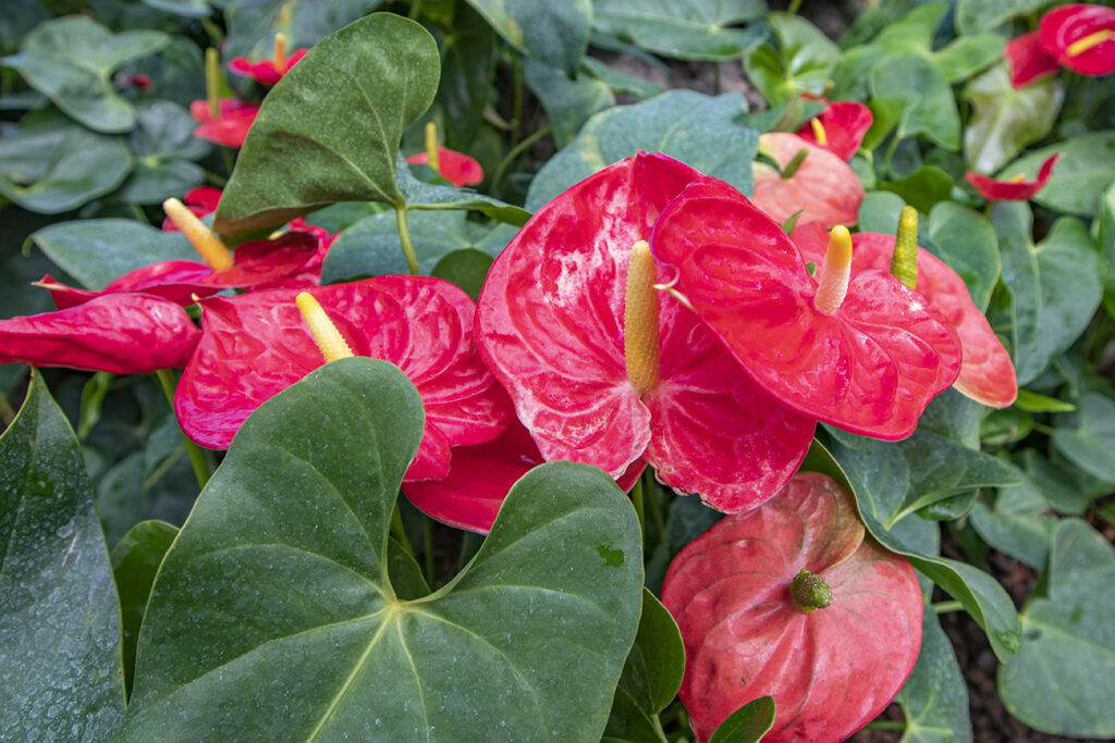 Trópusi kert és megannyi, szebbnél szebb orchidea Dobronakon