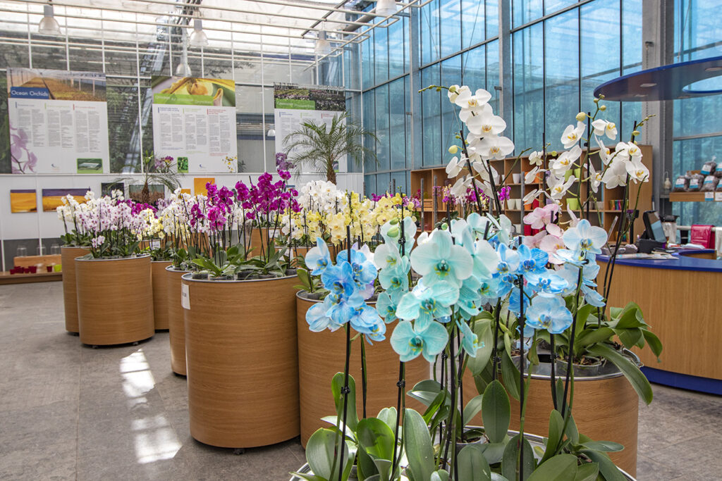 Trópusi kert és megannyi, szebbnél szebb orchidea Dobronakon
