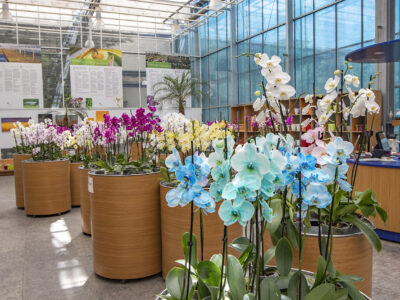 Trópusi kert és megannyi, szebbnél szebb orchidea Dobronakon