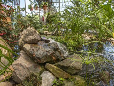 Trópusi kert és megannyi, szebbnél szebb orchidea Dobronakon