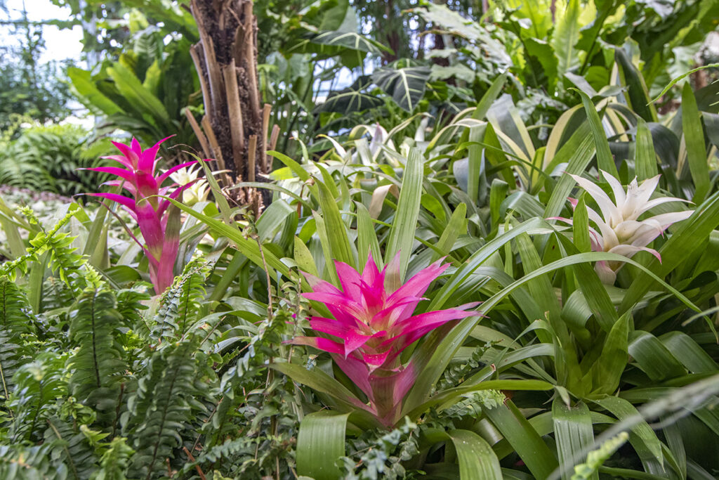 Trópusi kert és megannyi, szebbnél szebb orchidea Dobronakon