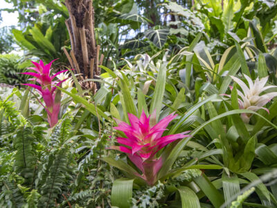 Trópusi kert és megannyi, szebbnél szebb orchidea Dobronakon